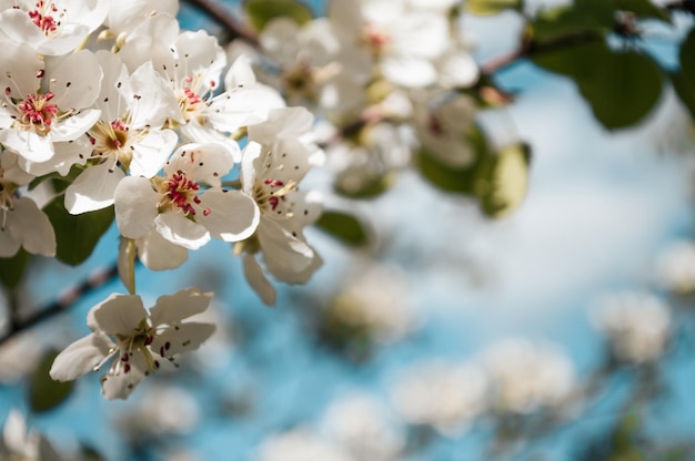 White flowers on a branch of tree Macro photo of spring