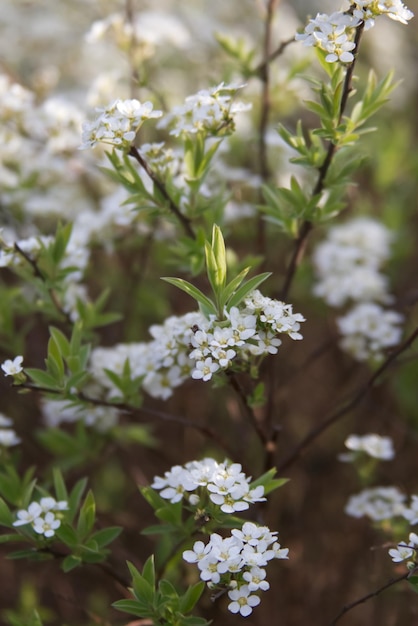 White flowers on the branches of a spring bush close up