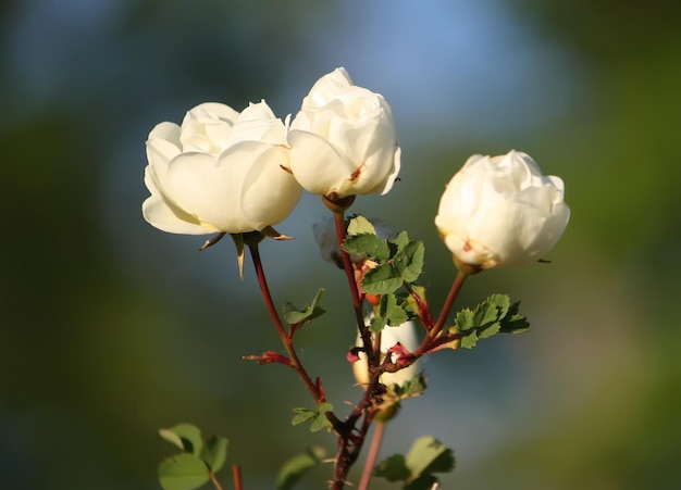 White flowers of briar rose in a summer park Rose Alba