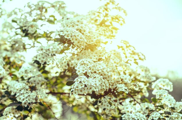 White flowers bush spiraea in the sunlight