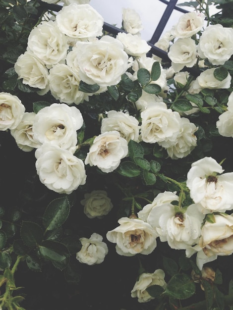 Photo white flowers on bush