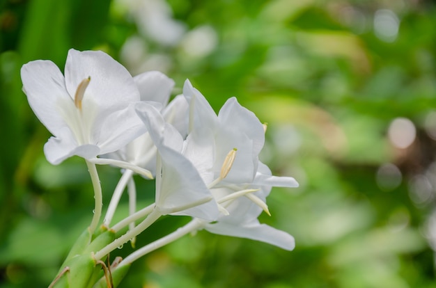 쿠바의 흰 꽃 나비 국화