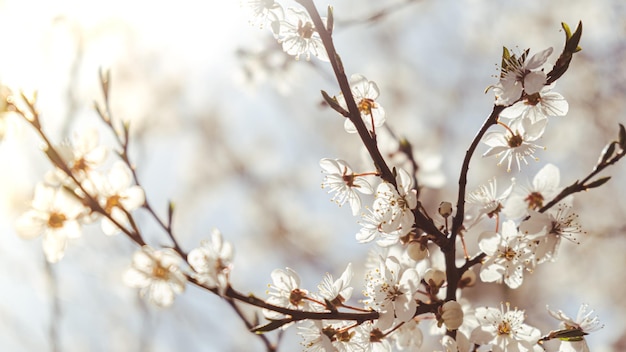 桜の木に桜の白い花をクローズ アップ桜の花の白い花びらの開花自然光と明るい花のシーングリーティング カードの壁紙の背景コピー スペース