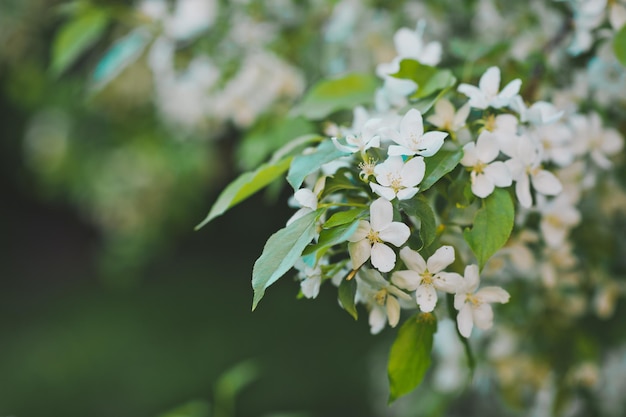 White flowers of the cherry blossoms 8533