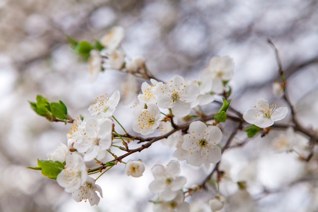 春に日光の下で桜の白い花
