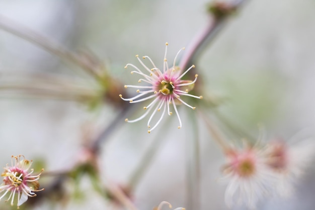 青い空を背景に桜の木の白い花