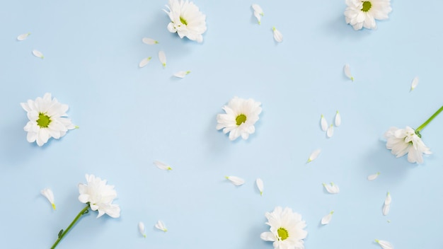 White flowers and chrysanthemum petals on a light blue background