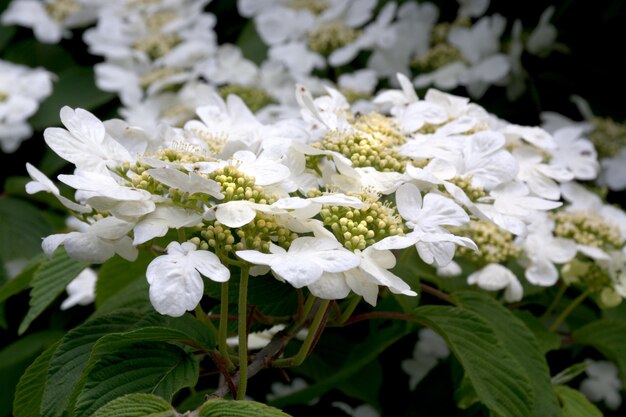 白い花が咲く木の春の花の枝の写真をクローズアップ