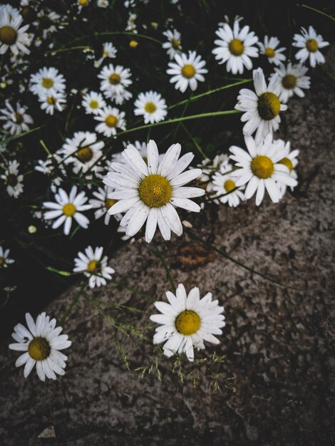 White flowers close-up