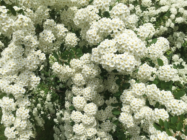 White flowers Closeup Spring or summer background