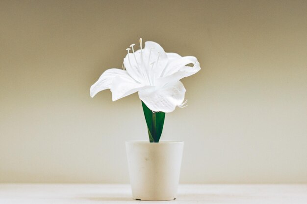 Photo white flowers in the coffee shop