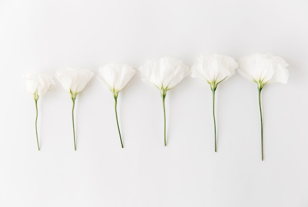 白い花composition.flatlay、white.floral背景に分離。