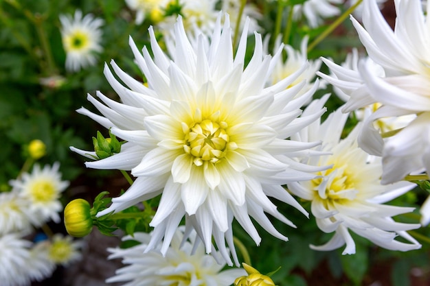 Photo white flowers dahlias