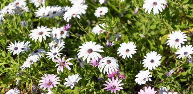 White flowers of daisy beautiful nature background