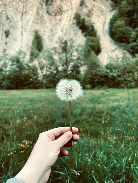 Photo white flowers dandelion in the hand mountains nature selective focus