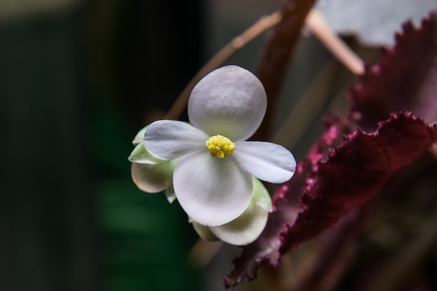 White flowers in the dark