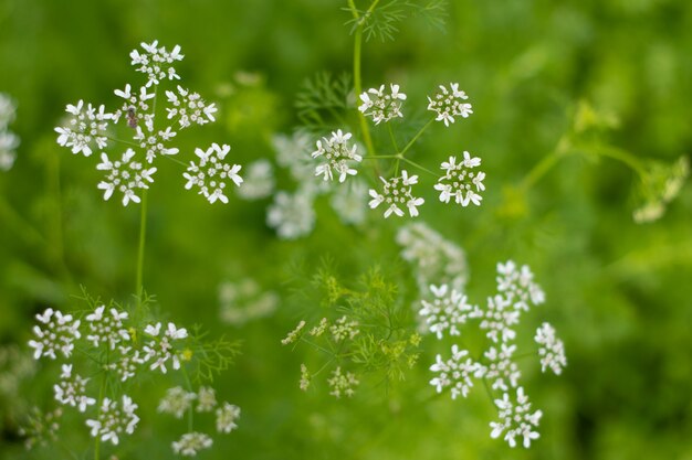 White flowers of Dill with green background