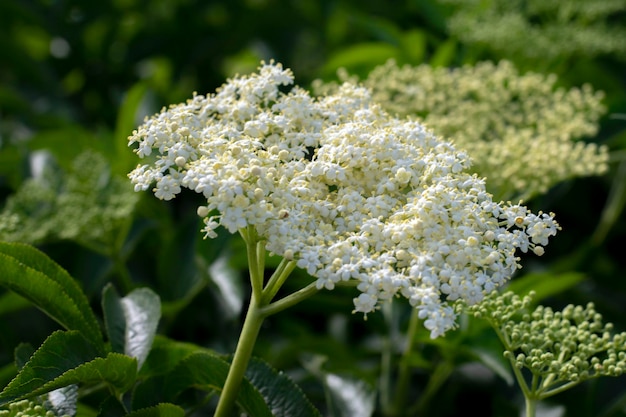 White flowers of elderberry Elder flowers for syrup soft focus