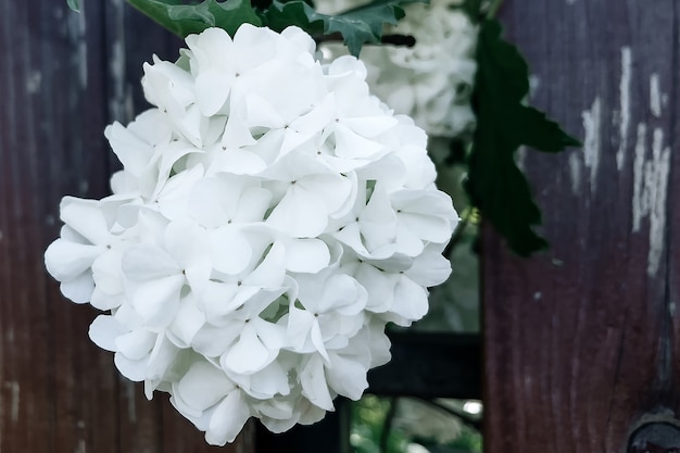 White flowers in a fence close up