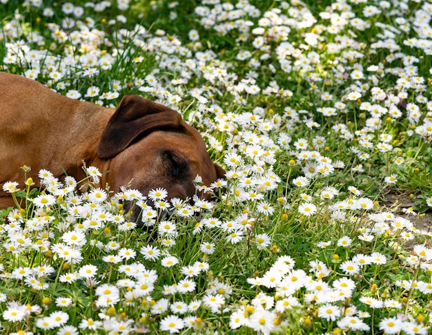 Photo white flowers in a field with dog