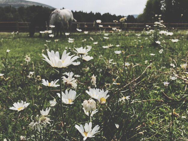 Photo white flowers on field