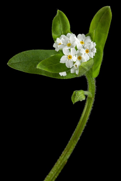 White flowers of Forgetmenot Myosotis arvensis isolated on black background