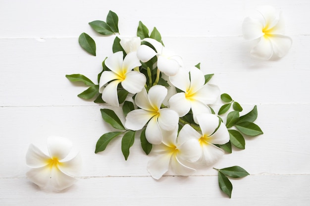 white flowers frangipani on background white wooden