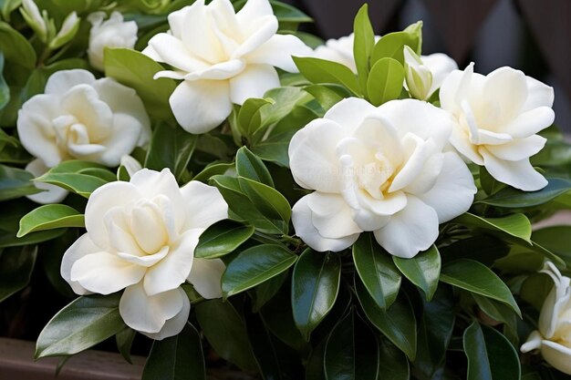 white flowers from the garden