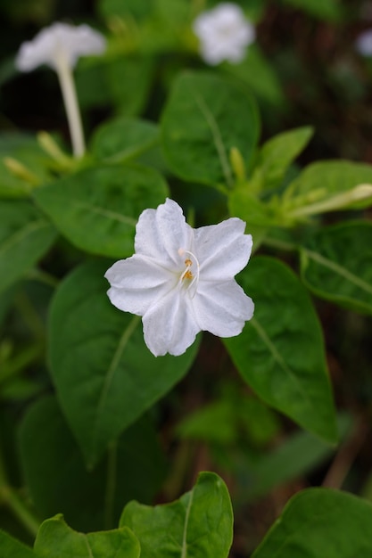 ミラビリス・ジャラパ (Mirabilis jalapa) という植物の白い花