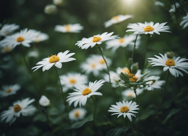 Photo a white flowers garden