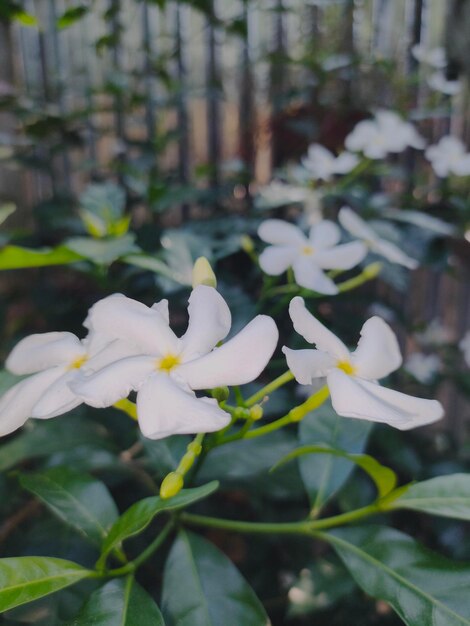 Photo white flowers in a garden