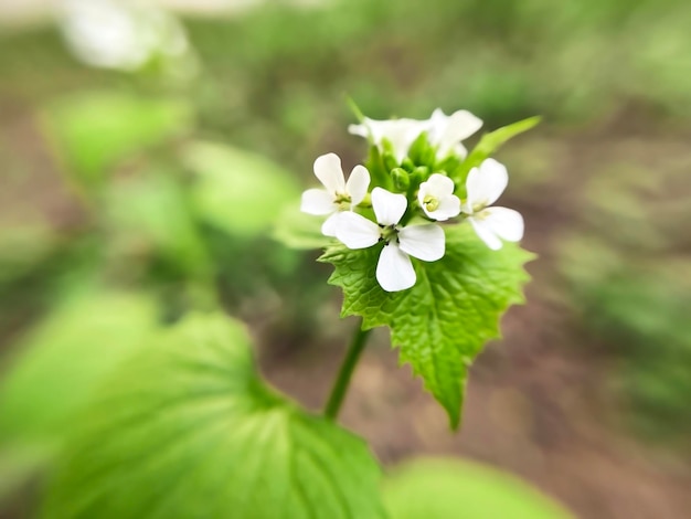 white flowers of Garlic Mustard plant Alliria growing in the garden