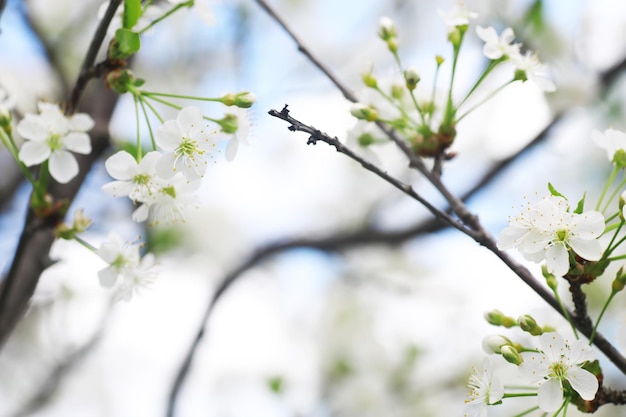 White flowers on a green bush Spring cherry apple blossom The white rose is blooming