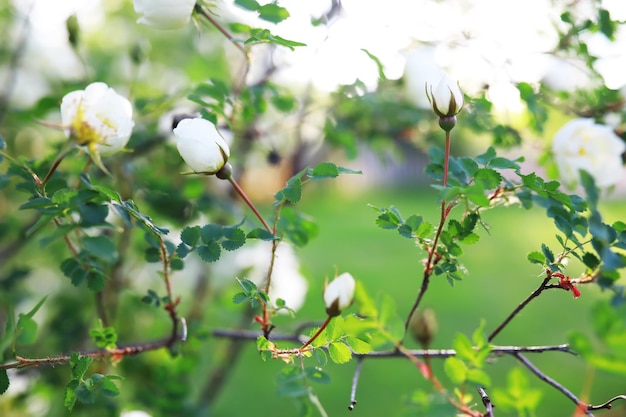 White flowers on a green bush Spring cherry apple blossom The white rose is blooming