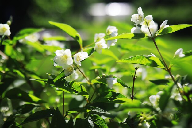 White flowers on a green bush Spring cherry apple blossom The white rose is blooming