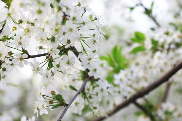 緑の茂みに白い花春の桜リンゴの花白いバラが咲いています