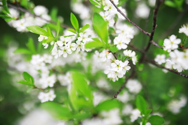 푸른 덤불에 흰 꽃 봄 벚꽃 사과 꽃 흰 장미가 피고 있습니다
