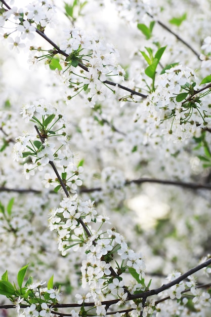 White flowers on a green bush Spring cherry apple blossom The white rose is blooming