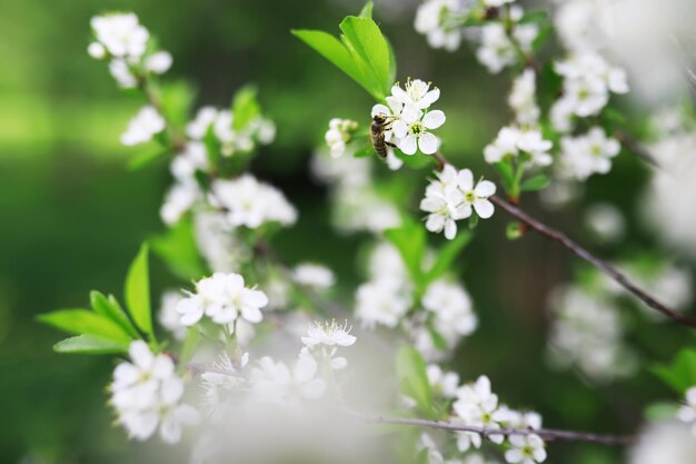 White flowers on a green bush Spring cherry apple blossom The white rose is blooming