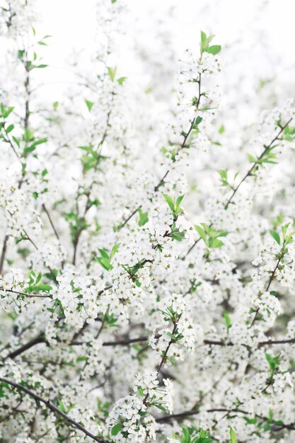緑の茂みに白い花白いバラが咲いている春の桜リンゴの花