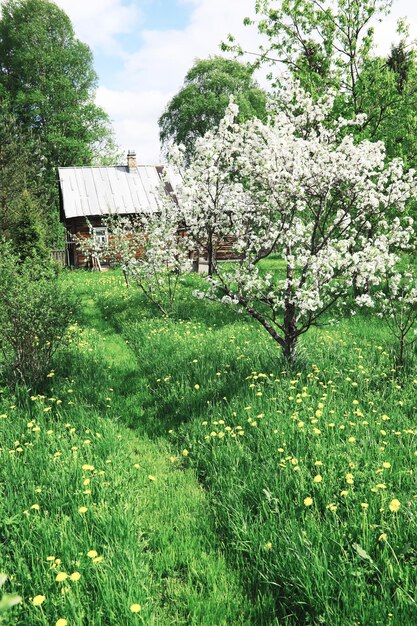 緑の茂みに白い花白いバラが咲いている春の桜リンゴの花