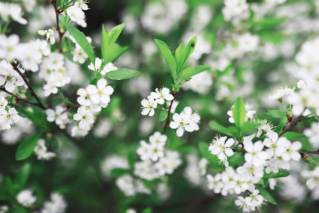 White flowers on a green bush The white rose is blooming Spring cherry apple blossom