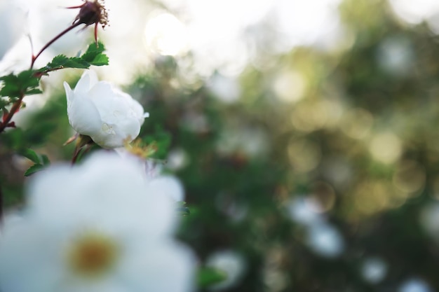 緑の茂みに白い花白いバラが咲いている春の桜リンゴの花