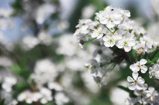 White flowers on a green bush The white rose is blooming Spring cherry apple blossom