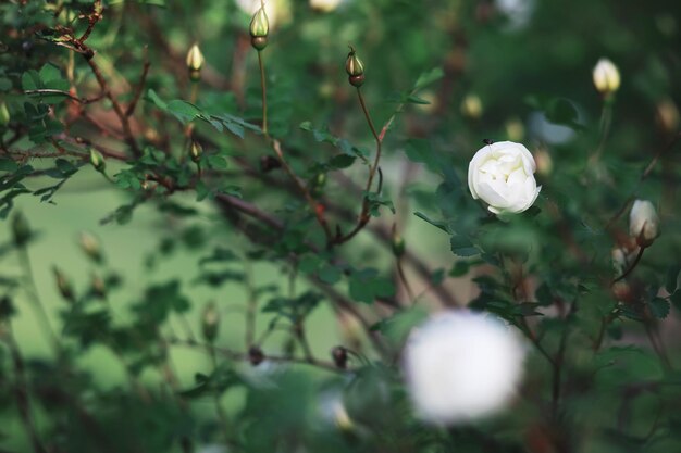 White flowers on a green bush The white rose is blooming Spring cherry apple blossom