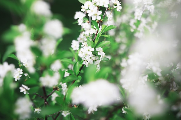 White flowers on a green bush The white rose is blooming Spring cherry apple blossom