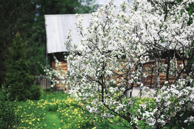 White flowers on a green bush The white rose is blooming Spring cherry apple blossom