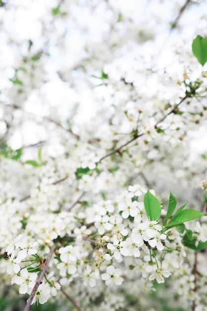 White flowers on a green bush The white rose is blooming Spring cherry apple blossom