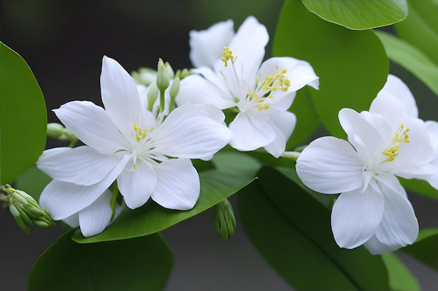 White flowers on a green leaf