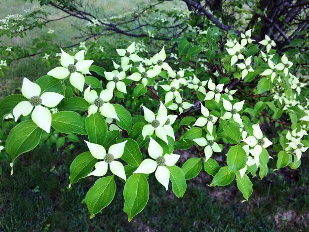 Photo white flowers growing on plant